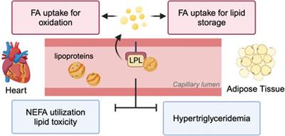 Lipoprotein lipase as a target for obesity/diabetes related cardiovascular disease